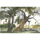 William Daniell : The Banyan Tree