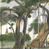 William Daniell : The Banyan Tree