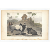 William Daniell : The Braminee Bull