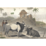 William Daniell : The Braminee Bull