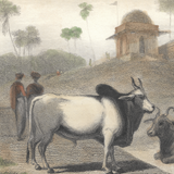 William Daniell : The Braminee Bull