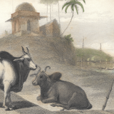 William Daniell : The Braminee Bull