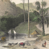 William Daniell : The Talipat Tree