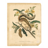 James Forbes : Squirrel and Tamarind Tree