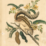 James Forbes : Squirrel and Tamarind Tree