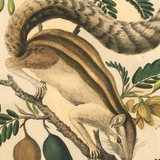 James Forbes : Squirrel and Tamarind Tree
