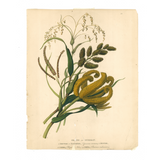 James Forbes : Grains in Guzerat