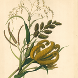 James Forbes : Grains in Guzerat