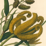 James Forbes : Grains in Guzerat