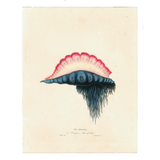James Forbes : Medusa