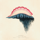 James Forbes : Medusa