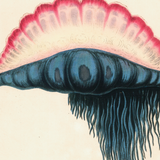 James Forbes : Medusa