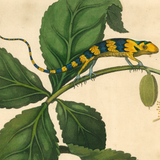 James Forbes : Blue Lizard and Neva Tree
