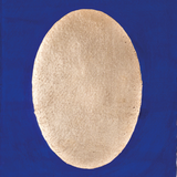 Himanshu Verma: Hiranyagarbha 3