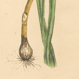 Botanical: Summer Snowflake