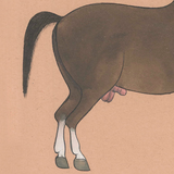 Equine Beauty 3