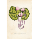 Botanical: Sow Bread