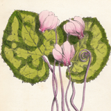 Botanical: Sow Bread
