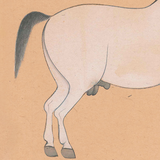 Equine Beauty 4