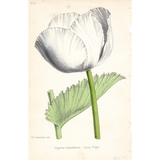 Botanical: Opium Poppy