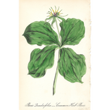 Botanical: Common Herb Paris