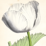 Botanical: Opium Poppy