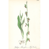 Botanical: Fly Orchis