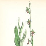 Botanical: Fly Orchis