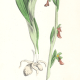 Botanical: Fly Orchis