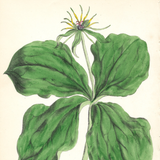 Botanical: Common Herb Paris