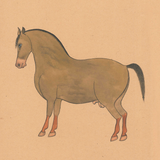 Equine Beauty 8