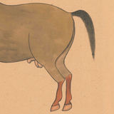 Equine Beauty 8