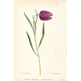 Botanical: Snake's Head