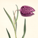 Botanical: Snake's Head