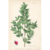 Botanical: Set of 3
