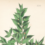 Botanical: Set of 3