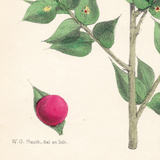 Botanical: Set of 3