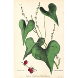 Botanical: Set of 3