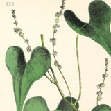 Botanical: Set of 3