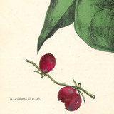 Botanical: Set of 3