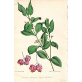 Botanical: Set of 3
