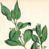 Botanical: Set of 3