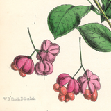 Botanical: Set of 3