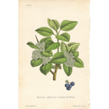 Botanical: Purging Buckthorn