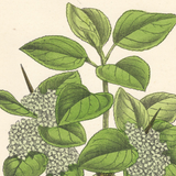 Botanical: Purging Buckthorn
