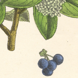 Botanical: Purging Buckthorn