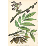 Botanical: Common Ash