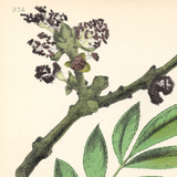 Botanical: Common Ash