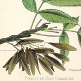 Botanical: Common Ash