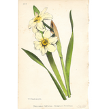 Botanical: Primrose Peerless